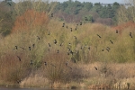 Lapwings in flight