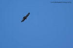Buzzard