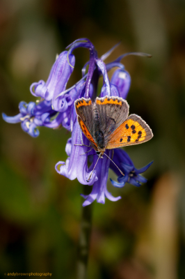 Small Copper