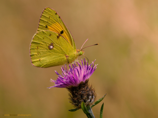 Clouded Yellow (in Explore 9 Aug 2026)