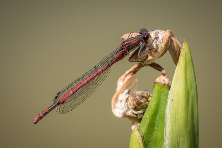 Large Red Damselfly (male)