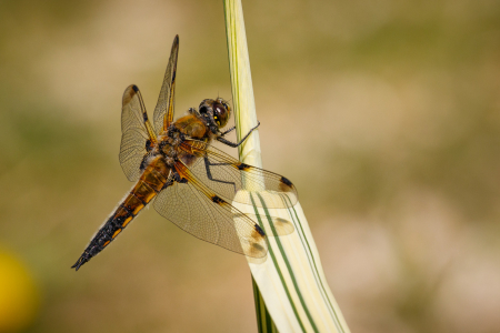 Four-spotted Chaser (m)