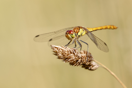 Common Darter