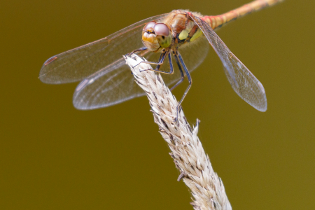 Common Darter
