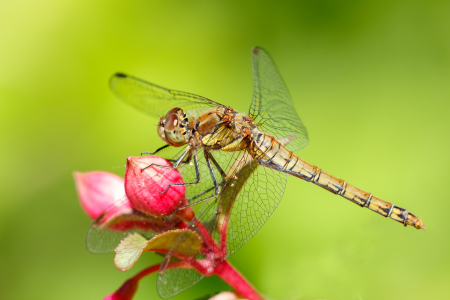 Common Darter