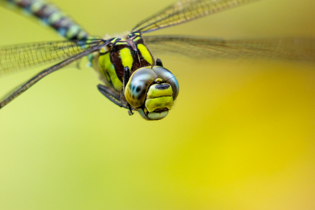 Southern Hawker