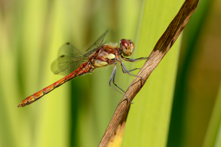 Common Darter