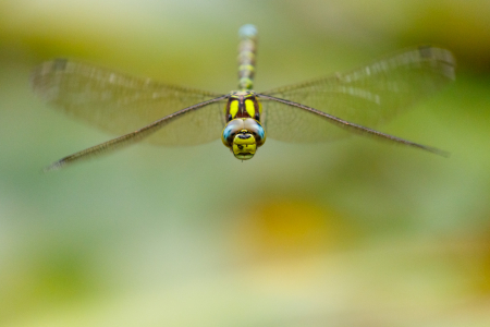 Southern Hawker (m)