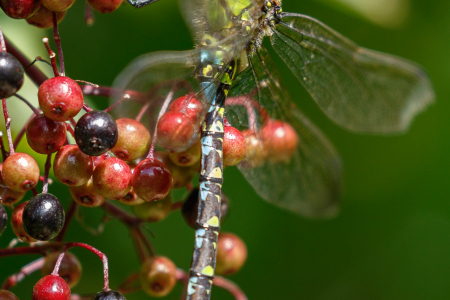 Southern Hawker (m)