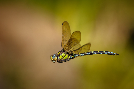 Southern Hawker (Aeshna cyanea)
