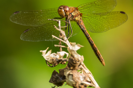 Common Darter (male)
