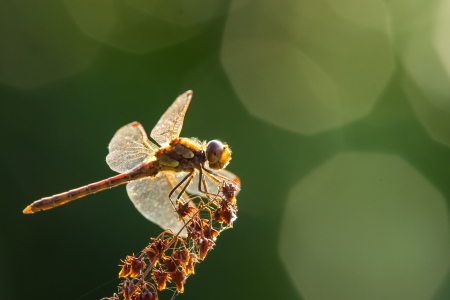 Common Darter (male)