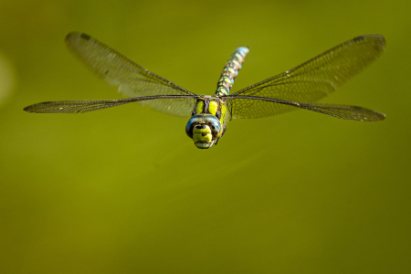 Southern Hawker