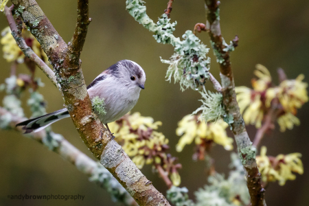 Long-tailed Tit 3