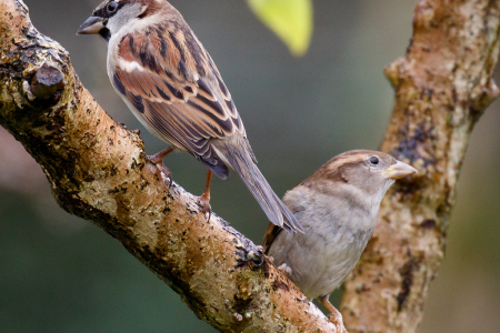 Mr and Mrs Sparrow
