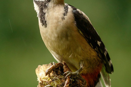 Great Spotted Woodpecker (juv)