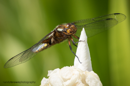 Broad-bodied Chaser (male)