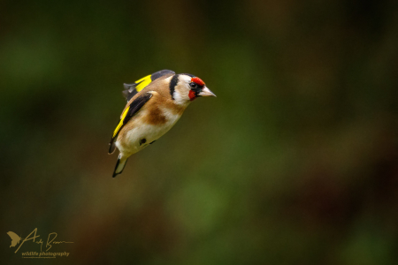 Goldfinch in flight 2