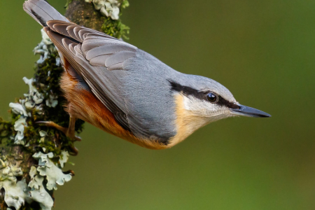 Nuthatch (Explored 16 December 2016)