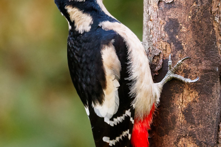 Great Spotted Woodpecker (f)