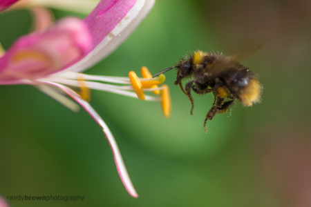 Bee and Honeysuckle