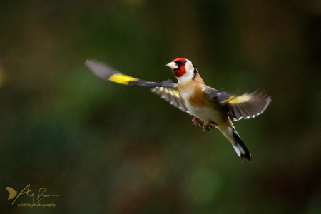 Goldfinch in flight 1
