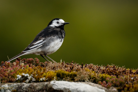 Pied Wagtail (Explored 12 May 2017)