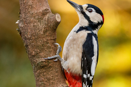 Great Spotted Woodpecker ♂️