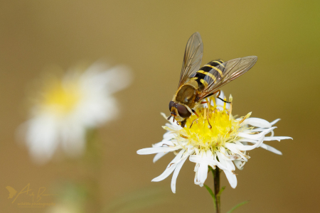 Hoverfly (Syrphus female)