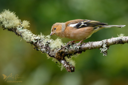 Chaffinch (male) (Explored 30 October 2016)