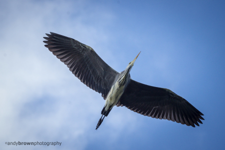 Heron flyby