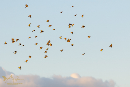 A full Charm of Goldfinches