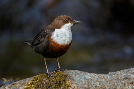 Dippers and Kingfishers