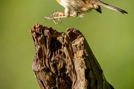 Jumping Robin