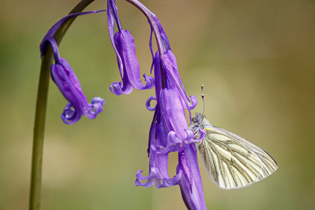 Green-veined White revisited