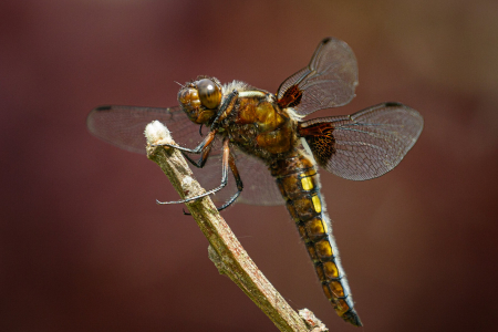 Broad-bodied Chaser ♂️