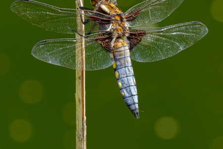 Broad-bodied Chaser ♂️