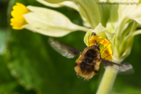 Bee Fly (Bombylius Major)