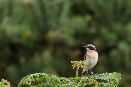 Whinchat (m)