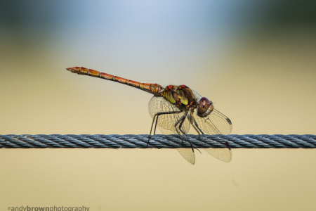 Dragonfly on a wire