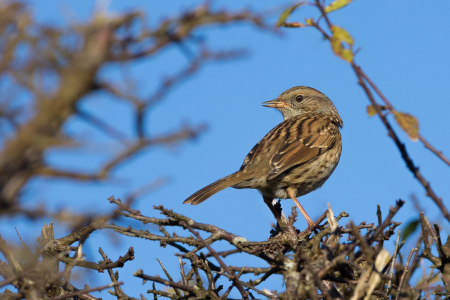 Dunnock in the hedgerow