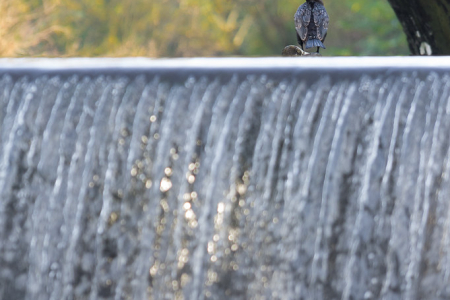 Cormorant and the Weir