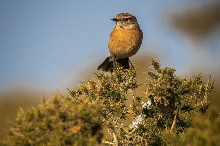 Stonechat (female) (Explored 31 March 2015)
