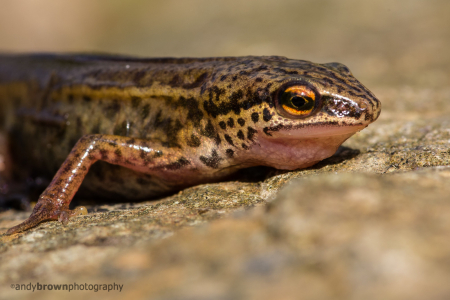 Smooth or Palmate Newt?