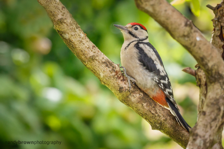 Great Spotted Woodpecker (juvenile)