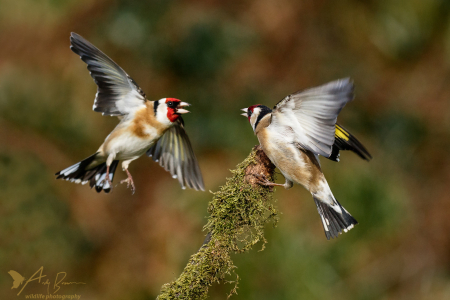 Battling Goldfinches