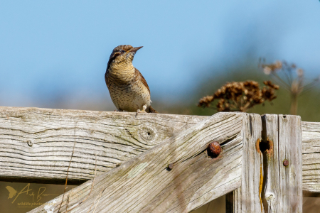 Wryneck (Explored 31 August 2016)