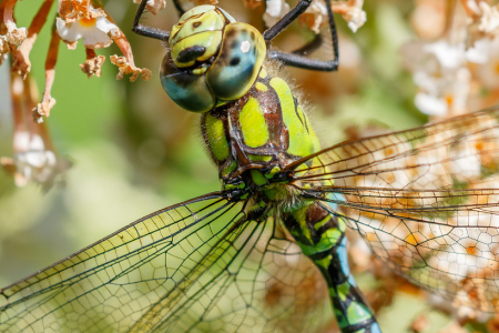 Southern Hawker (m) (Explored 11 September 2016)