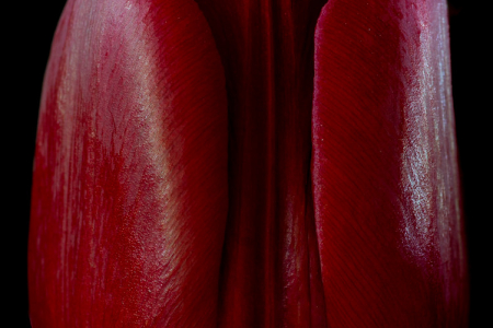 SIngle Tulip