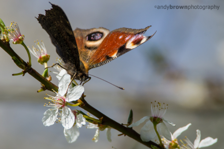 Butterfly and Blossom